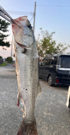 セイゴ（マルスズキ）の釣果