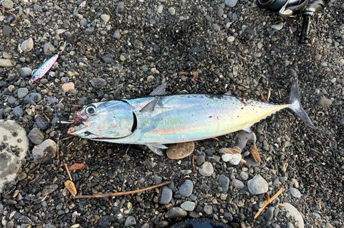 マルソウダの釣果