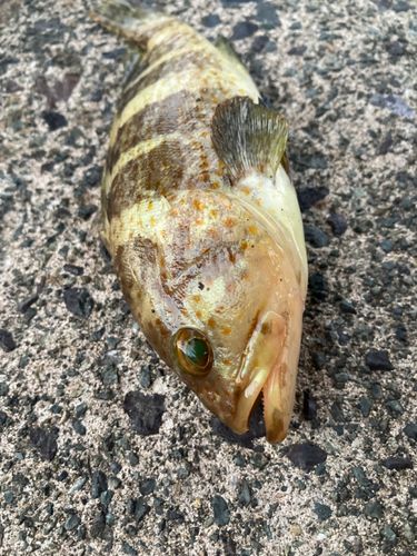 アオハタの釣果