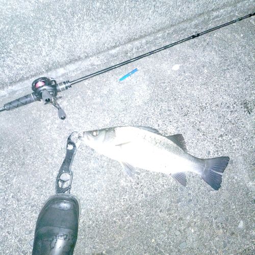 ヒラスズキの釣果