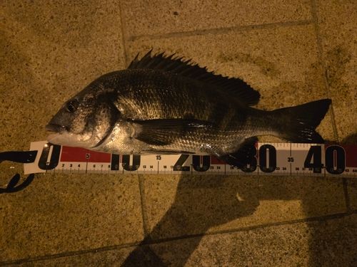 クロダイの釣果