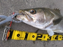 シーバスの釣果