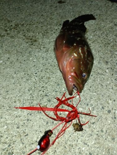 アコウの釣果