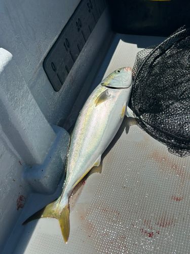 ハマチの釣果