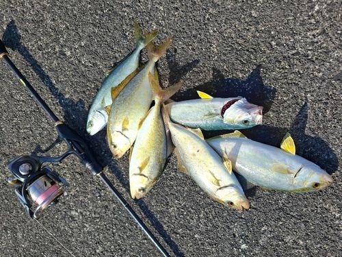 カンパチの釣果
