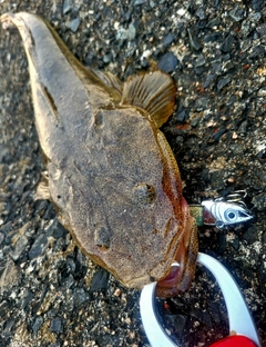 マゴチの釣果