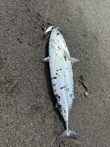 マルソウダの釣果