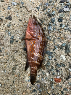 アコウの釣果