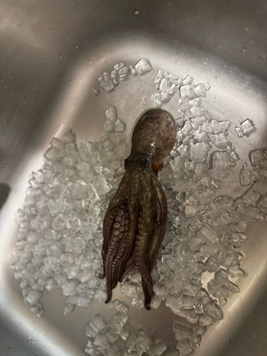 タコの釣果