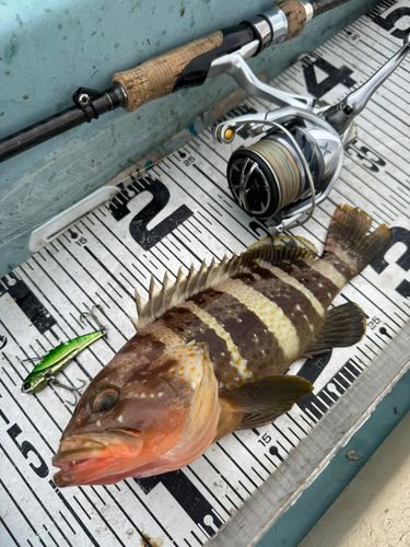 アオハタの釣果