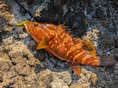 キジハタの釣果
