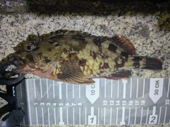 カサゴの釣果