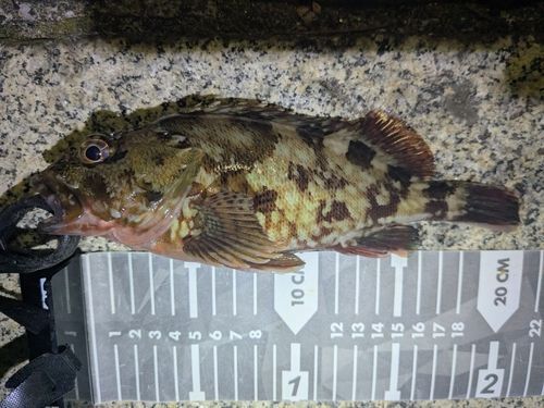 カサゴの釣果