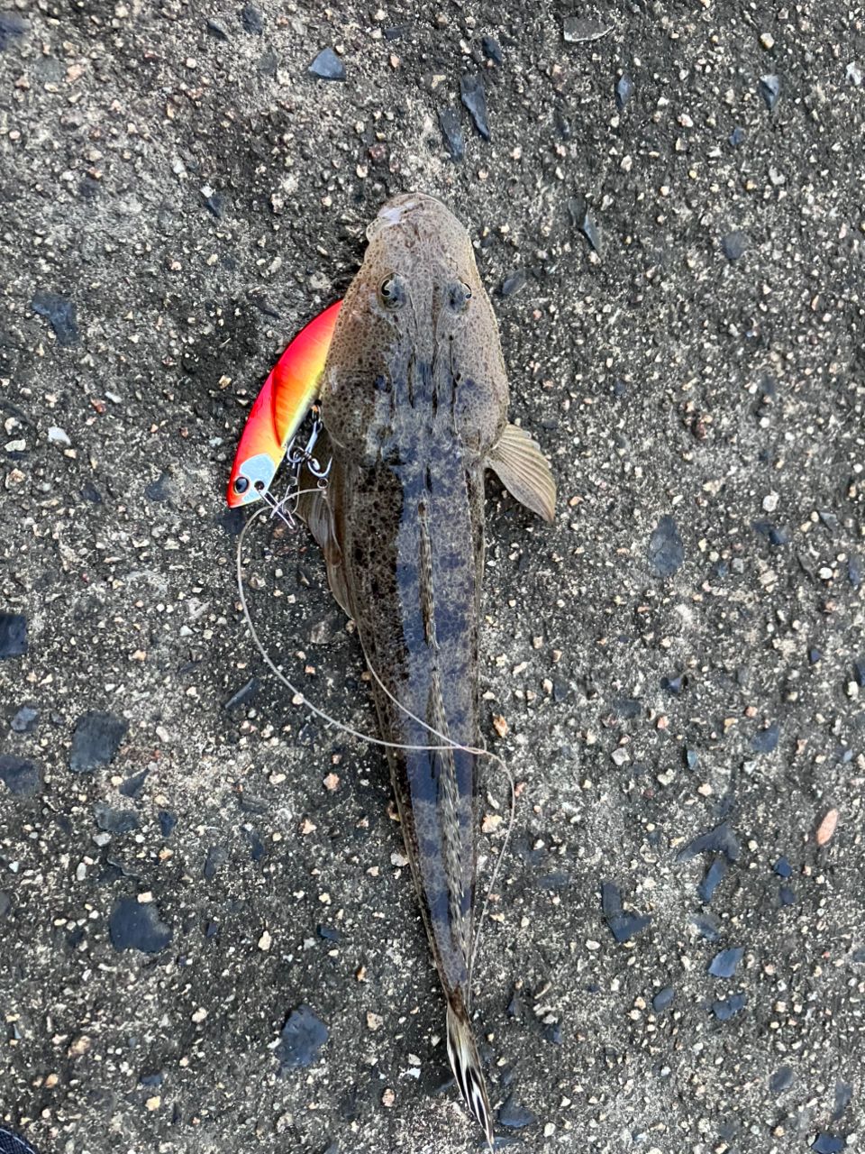 コチ