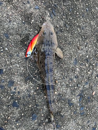コチの釣果