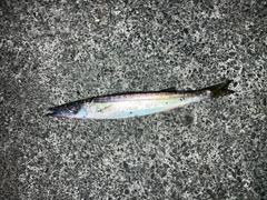 カマスの釣果