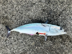 マルソウダの釣果