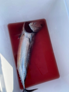 ソウダガツオの釣果