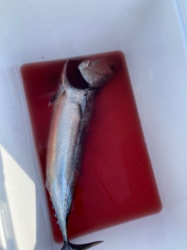 ソウダガツオの釣果
