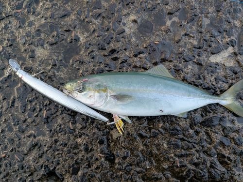 ワカシの釣果