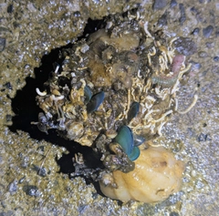 釣果