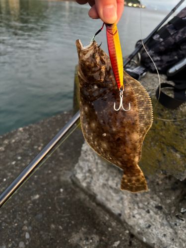 ヒラメの釣果