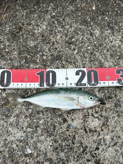 ワカシの釣果