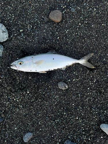 ワカシの釣果