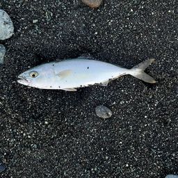 ワカシ