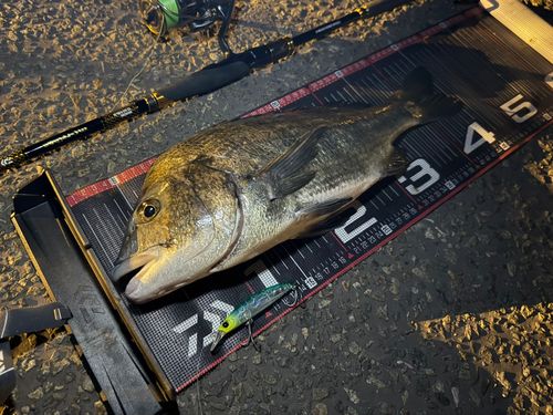 クロダイの釣果