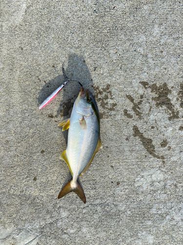 ショゴの釣果