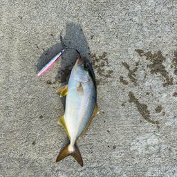 ショゴ
