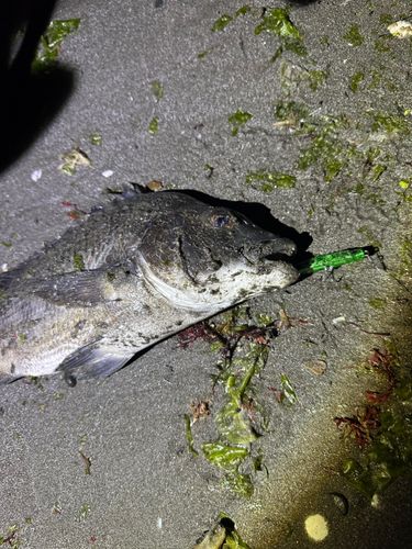 チヌの釣果