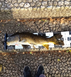 コイの釣果