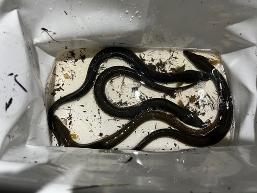 ウナギの釣果