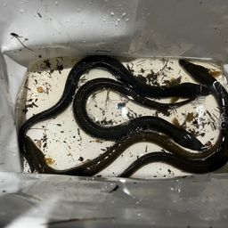 ウナギ