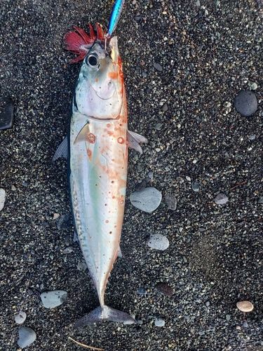 ソウダガツオの釣果