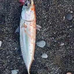 ソウダガツオ