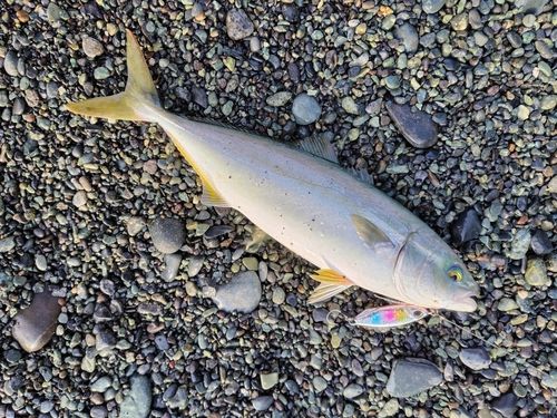 ワカシの釣果