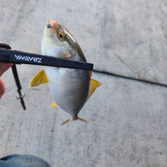 カンパチの釣果