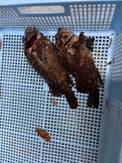 ムラソイの釣果
