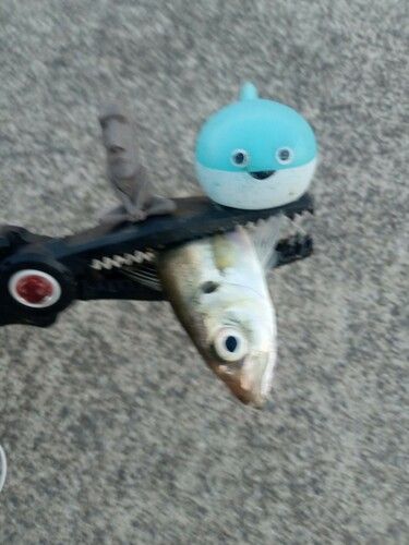 マアジの釣果