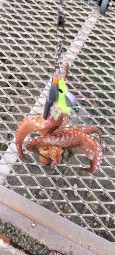 タコの釣果