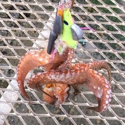タコ