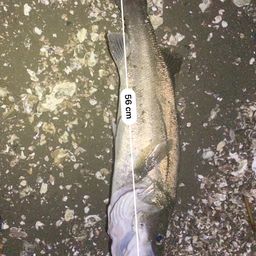 フッコ（ヒラスズキ）