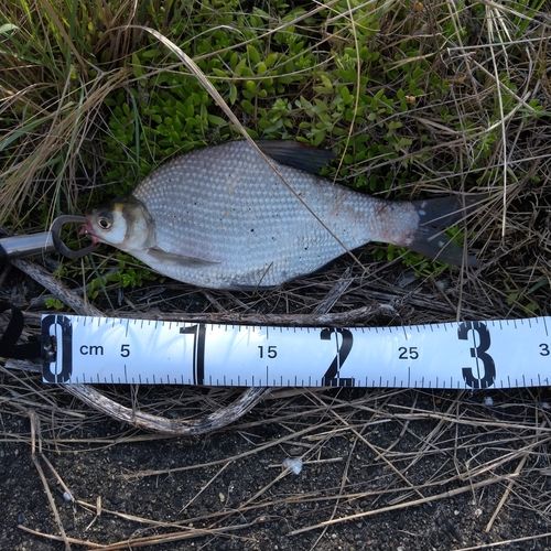 ダントウボウの釣果