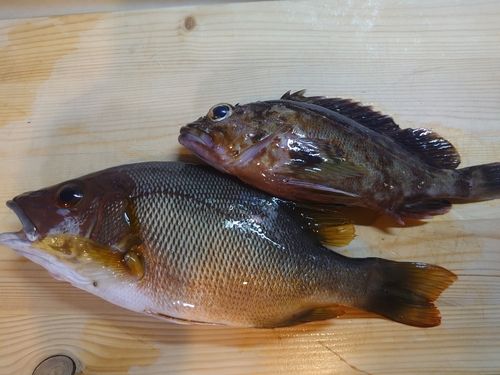 ミナミフエダイの釣果