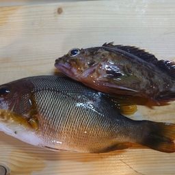 ミナミフエダイ