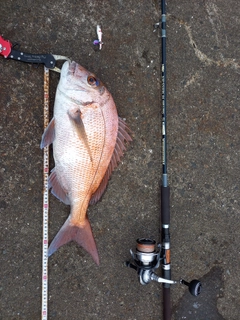 マダイの釣果