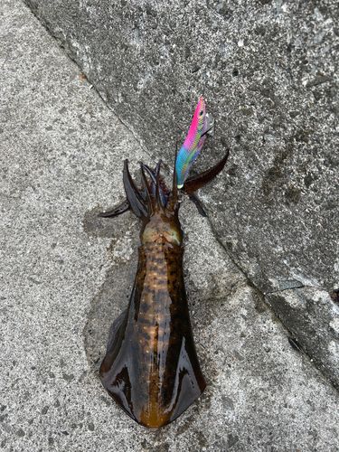 アオリイカの釣果